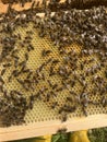 Apis Mellifera worker honeybees on brood frame with pollen. Beekeeping