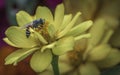 Honeybees at Work - on a yellow flower