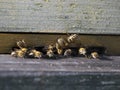 Honeybees in wood hive Royalty Free Stock Photo