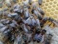 Honeybees at work