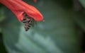 Honeybees at Work in a Red flower bud
