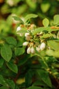 Honeyberry, as known as sweetberry, honeysucle, flowers close up in spring garden Royalty Free Stock Photo