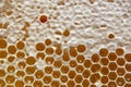 Honeycomb Royalty Free Stock Photo