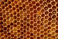 Honeycomb Royalty Free Stock Photo