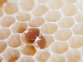 Honeycomb