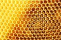 Honeycomb Royalty Free Stock Photo