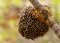 Honeycomb and bee or Apis florea on moringa tree and blur green