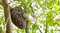 Honeycomb and bee or Apis florea on moringa tree and blur green leaves background