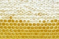 Honeycomb from a bee hive filled with golden honey in a full frame view. Background texture.