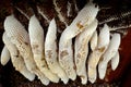 Honeycomb with bee hive, Viet Nam apiculture