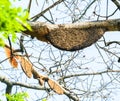 Honeycomb or beehive on the big tree. Royalty Free Stock Photo