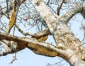 Honeycomb or beehive on the big tree. Royalty Free Stock Photo