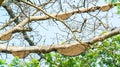 Honeycomb or beehive on the big tree. Royalty Free Stock Photo