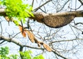 Honeycomb or beehive on the big tree. Royalty Free Stock Photo