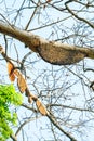 Honeycomb or beehive on the big tree. Royalty Free Stock Photo