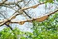 Honeycomb or beehive on the big tree. Royalty Free Stock Photo