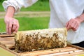 Honeycomb. The beekeeper takes out from the hive honeycomb filled with fresh honey. Apiculture.