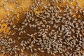 Honeycomb with bees background. Royalty Free Stock Photo