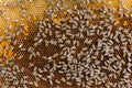 Honeycomb with bees background. Royalty Free Stock Photo