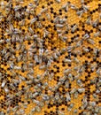 Honeycomb with bees background. Royalty Free Stock Photo