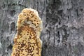 honeycomb of bees clinging to the lower trunk of a coconut tree in a garden