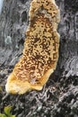 honeycomb of bees clinging to the lower trunk of a coconut tree in a garden