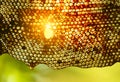 Honeycomb bees close-up and sun.
