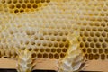 Honeycomb bees close-up in a wooden frame a working buckfast bee hive. The concept of beekeeping