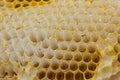 Honeycomb bees close-up in a wooden frame a working buckfast bee hive. The concept of beekeeping