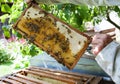 Honeycomb with bees and honey