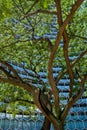 Honeycomb building and tree in Singapore