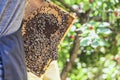 The beekeeper collects honey from a honeycomb - Close-up of the honeycomb in a frame Royalty Free Stock Photo