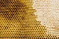 Honey frame - Large zoom - Background or Wallpaper Royalty Free Stock Photo