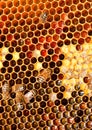 Honeycomb closeup Royalty Free Stock Photo