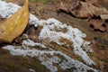 Honeycomb Coral Slime Mold Ceratiomyxa fruticulosa