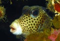 Honeycomb cowfish Royalty Free Stock Photo