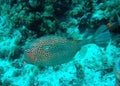 Honeycomb cowfish Royalty Free Stock Photo