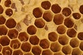 Honeycomb