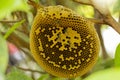 Honeycomb empty or desert on tree and some bees