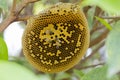 Honeycomb empty or desert on tree and some bees