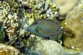 Honeycomb Filefish Cantherhines Pardalis ,Red sea ,