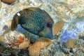 Honeycomb Filefish Cantherhines Pardalis ,Red sea ,