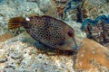 Honeycomb Filefish Cantherhines Pardalis ,Red sea ,