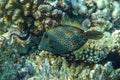 Honeycomb Filefish Cantherhines Pardalis ,Red sea ,