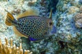 Honeycomb Filefish Cantherhines Pardalis ,Red sea , Royalty Free Stock Photo