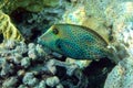 Honeycomb Filefish Cantherhines Pardalis ,Red sea ,