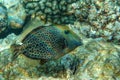 Honeycomb Filefish Cantherhines Pardalis ,Red sea ,