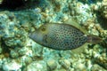 Honeycomb Filefish Cantherhines Pardalis ,Red sea ,