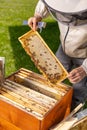 Honeycomb frame with bees