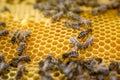 Honeycomb frame with bees. Summer on an apiary_ Royalty Free Stock Photo